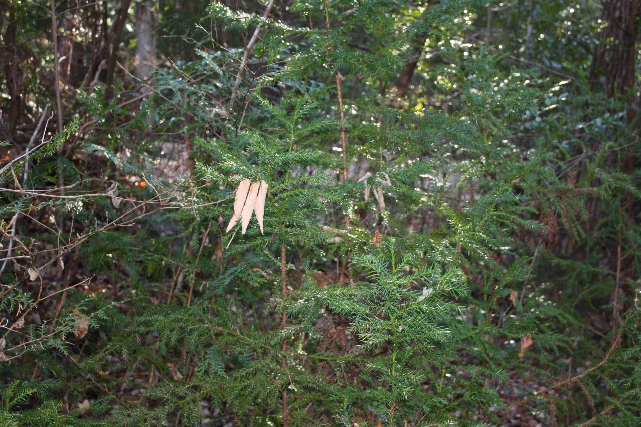 栃木県那須郡那須町大字高久乙 （平和郷別荘地）土地　N様 No.18