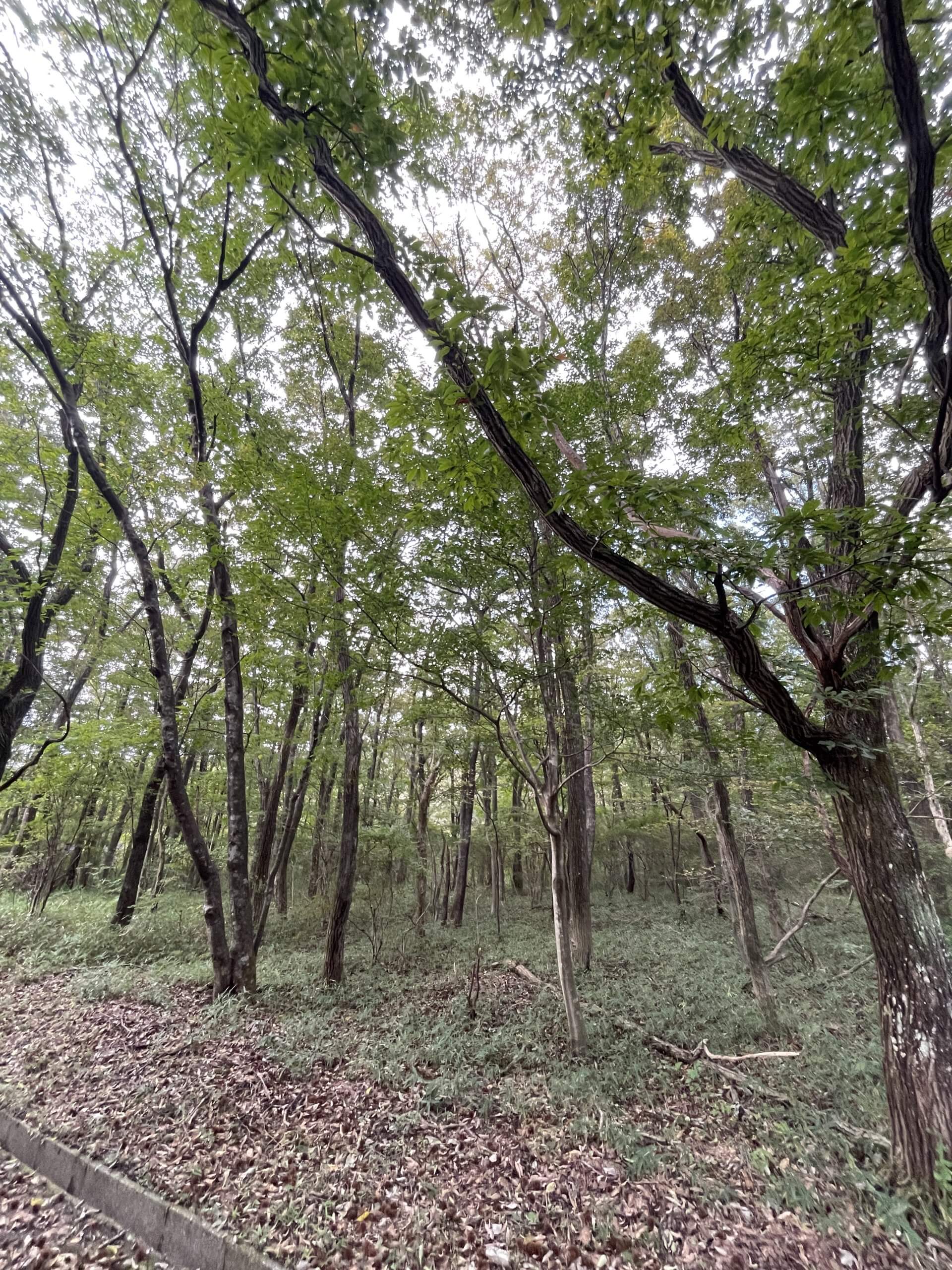 長野県茅野市豊平（鹿島リゾート 蓼科高原チェルトの森）　土地　F様 No.30