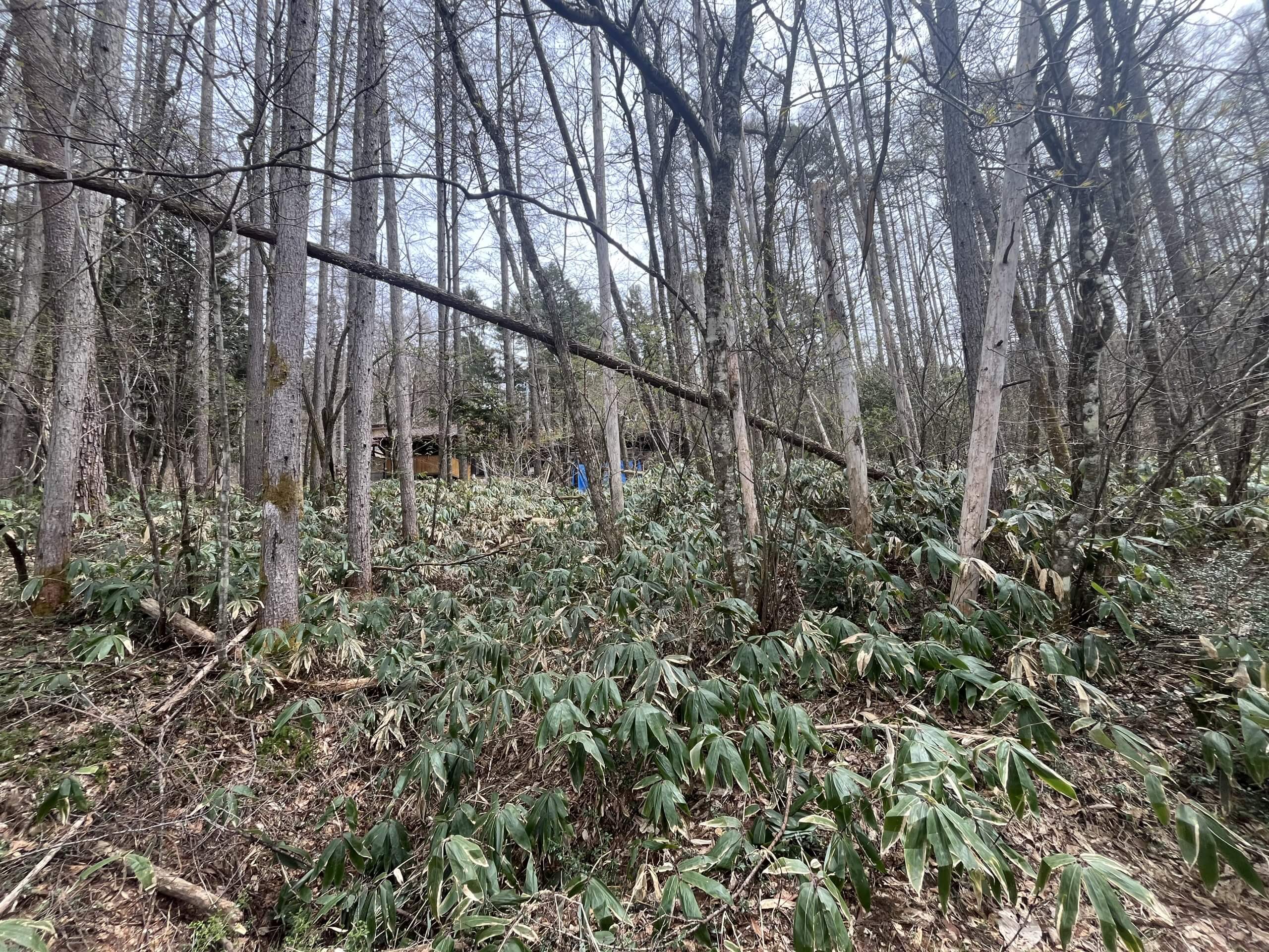 静岡県賀茂郡東伊豆町奈良本字大洞　土地　N様　No.66