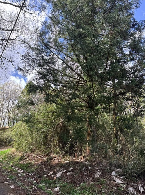 静岡県伊東市宇佐美　土地　Y様　No.118